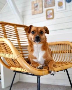 Beliani Rottinkituoli Luonnonvari Canora Best